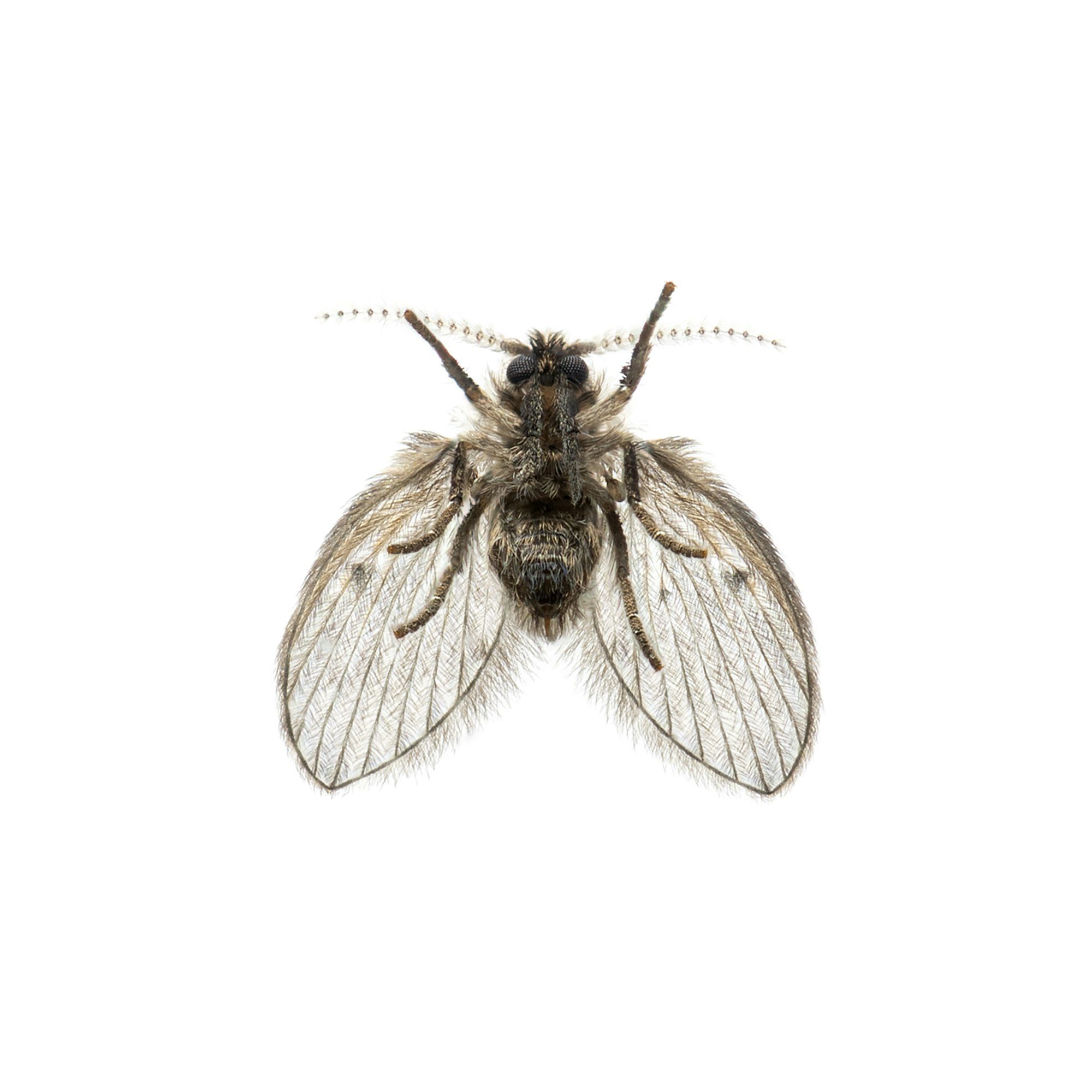 Bottom view of Drain Fly - Clogmia albipunctata