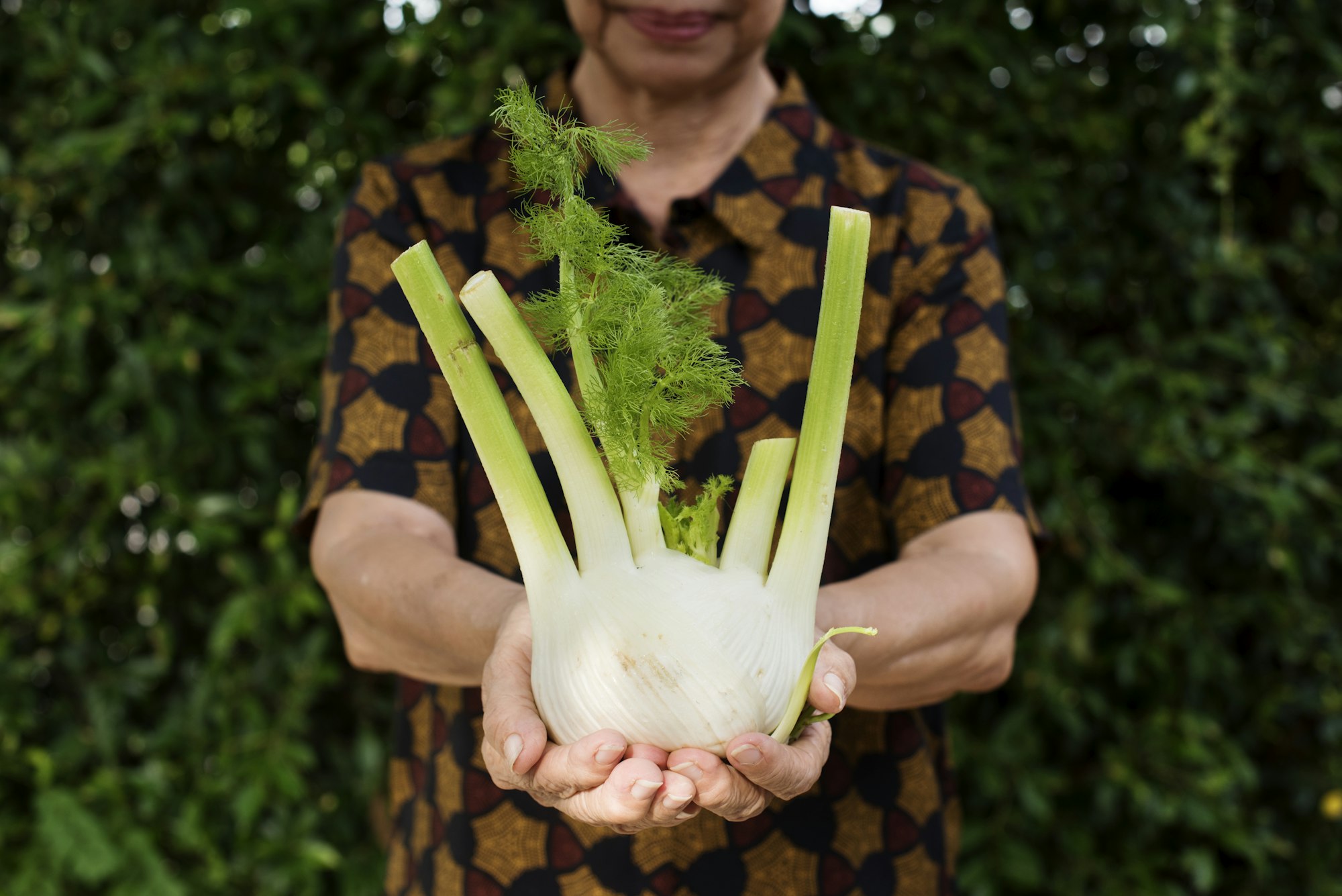 Closeup of hands holding fresh organic fennel