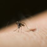 Tiger Mosquito