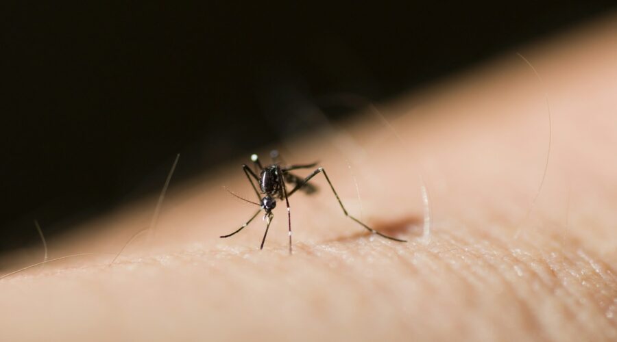 Tiger Mosquito