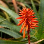 découvrez les bienfaits de l'aloe ferox, une plante succulente renommée pour ses propriétés médicinales et nutritives. apprenez comment elle peut améliorer votre bien-être et votre santé grâce à ses composants naturels puissants.