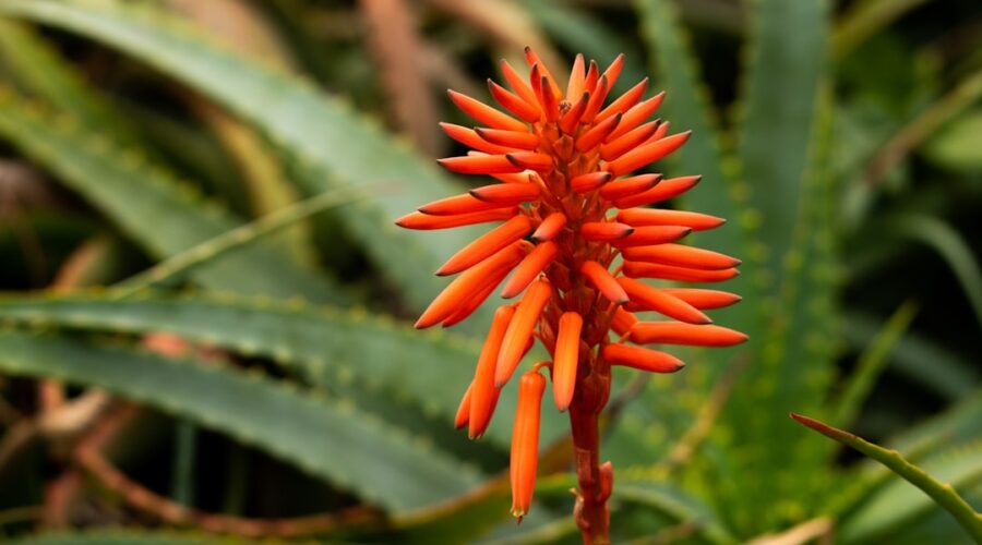 découvrez les bienfaits de l'aloe ferox, une plante succulente renommée pour ses propriétés médicinales et nutritives. apprenez comment elle peut améliorer votre bien-être et votre santé grâce à ses composants naturels puissants.
