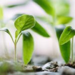 découvrez l'art du jardinage et apprenez à cultiver votre passion pour les plantes. conseils, astuces et techniques pour embellir votre jardin et profiter d'un espace verdoyant.