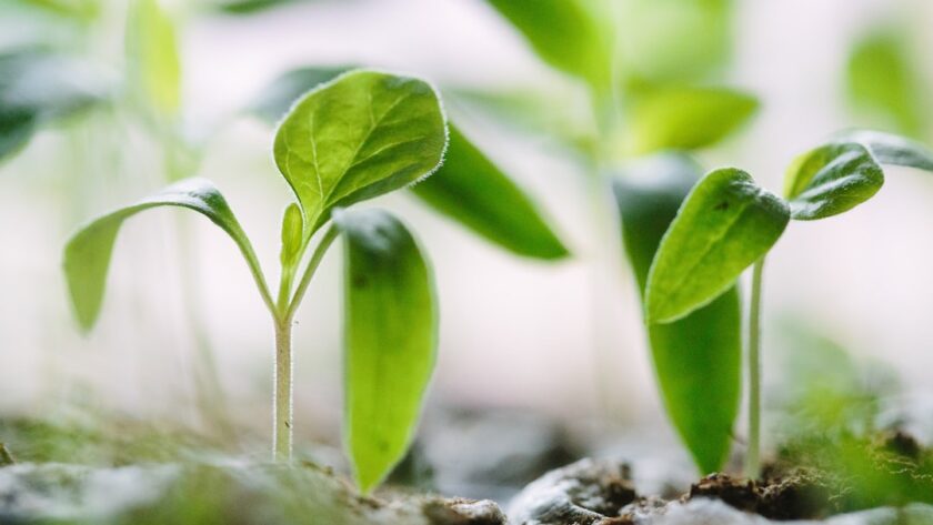 découvrez l'art du jardinage et apprenez à cultiver votre passion pour les plantes. conseils, astuces et techniques pour embellir votre jardin et profiter d'un espace verdoyant.