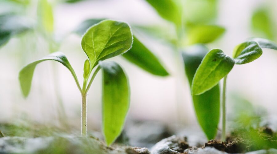 découvrez l'art du jardinage et apprenez à cultiver votre passion pour les plantes. conseils, astuces et techniques pour embellir votre jardin et profiter d'un espace verdoyant.