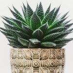 découvrez les bienfaits de l'aloe vera, plante aux multiples propriétés, utilisée depuis des siècles pour ses vertus hydratantes, apaisantes et réparatrices. explorez ses applications en cosmétique et en santé, et apprenez comment intégrer cette fabuleuse plante dans votre routine quotidienne.