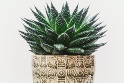 découvrez les bienfaits de l'aloe vera, plante aux multiples propriétés, utilisée depuis des siècles pour ses vertus hydratantes, apaisantes et réparatrices. explorez ses applications en cosmétique et en santé, et apprenez comment intégrer cette fabuleuse plante dans votre routine quotidienne.
