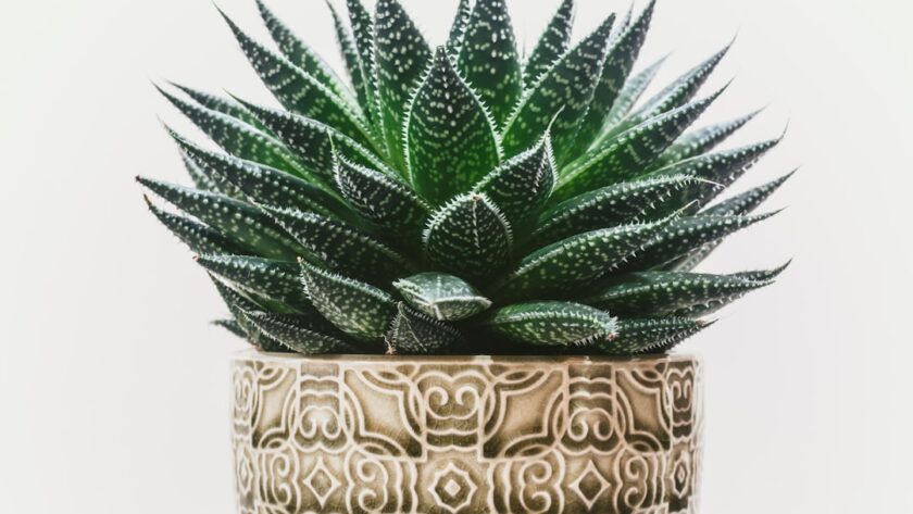 découvrez les bienfaits de l'aloe vera, plante aux multiples propriétés, utilisée depuis des siècles pour ses vertus hydratantes, apaisantes et réparatrices. explorez ses applications en cosmétique et en santé, et apprenez comment intégrer cette fabuleuse plante dans votre routine quotidienne.