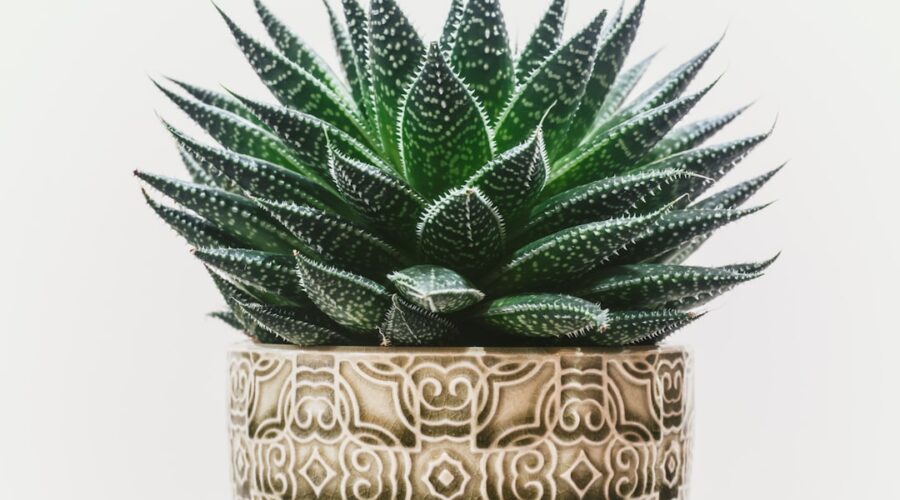 découvrez les bienfaits de l'aloe vera, plante aux multiples propriétés, utilisée depuis des siècles pour ses vertus hydratantes, apaisantes et réparatrices. explorez ses applications en cosmétique et en santé, et apprenez comment intégrer cette fabuleuse plante dans votre routine quotidienne.