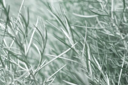 découvrez l'univers fascinant de la menthe : ses variétés, ses bienfaits pour la santé, et des recettes innovantes pour l'utiliser dans vos plats et boissons.