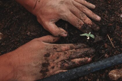 découvrez l'art du jardinage avec nos conseils pratiques, astuces et idées inspirantes pour créer un espace vert luxuriant. que vous soyez débutant ou jardinier expérimenté, plongez dans le monde du jardinage et apprenez à cultiver vos plantes, légumes et fleurs avec succès.