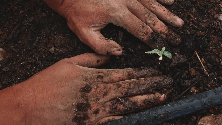 découvrez l'art du jardinage avec nos conseils pratiques, astuces et idées inspirantes pour créer un espace vert luxuriant. que vous soyez débutant ou jardinier expérimenté, plongez dans le monde du jardinage et apprenez à cultiver vos plantes, légumes et fleurs avec succès.