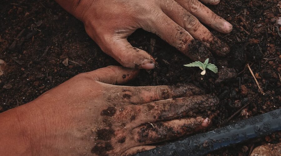 découvrez l'art du jardinage avec nos conseils pratiques, astuces et idées inspirantes pour créer un espace vert luxuriant. que vous soyez débutant ou jardinier expérimenté, plongez dans le monde du jardinage et apprenez à cultiver vos plantes, légumes et fleurs avec succès.
