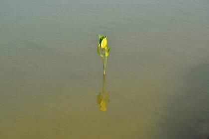 découvrez les secrets de la germination des graines avec nos conseils pratiques et astuces pour faire pousser vos plantes, améliorer votre jardin et profiter de récoltes abondantes.