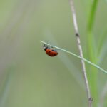 découvrez notre répulsif naturel contre les insectes, formulé à partir d'ingrédients biologiques pour protéger votre peau tout en respectant l'environnement. profitez de l'été sans piqûres grâce à notre solution efficace et parfumée.