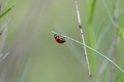 découvrez notre répulsif naturel contre les insectes, formulé à partir d'ingrédients biologiques pour protéger votre peau tout en respectant l'environnement. profitez de l'été sans piqûres grâce à notre solution efficace et parfumée.