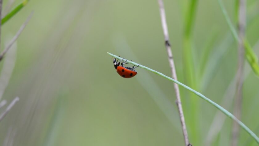 découvrez notre répulsif naturel contre les insectes, formulé à partir d'ingrédients biologiques pour protéger votre peau tout en respectant l'environnement. profitez de l'été sans piqûres grâce à notre solution efficace et parfumée.
