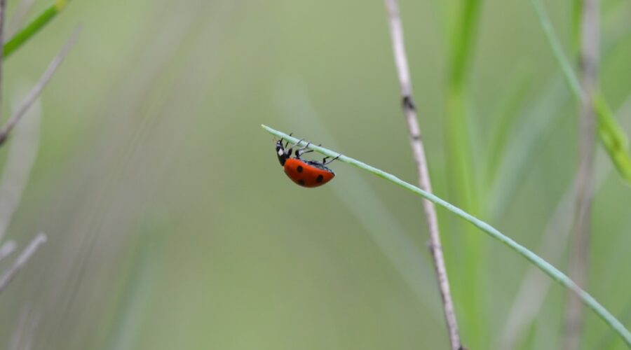 découvrez notre répulsif naturel contre les insectes, formulé à partir d'ingrédients biologiques pour protéger votre peau tout en respectant l'environnement. profitez de l'été sans piqûres grâce à notre solution efficace et parfumée.