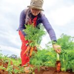 découvrez l'art du jardinage avec nos conseils pratiques, astuces de culture et inspirations pour créer un jardin florissant. que vous soyez novice ou expert, transformez votre espace extérieur en un véritable havre de paix.