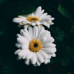 découvrez des remèdes naturels efficaces pour améliorer votre bien-être au quotidien. explorez des solutions herbales, des conseils pratiques et des recettes pour une santé optimale.