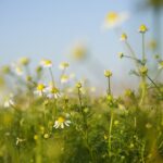 découvrez des remèdes naturels efficaces pour améliorer votre santé et bien-être. explorez des solutions à base de plantes, d'huiles essentielles et de techniques ancestrales pour soulager divers maux et renforcer votre immunité.
