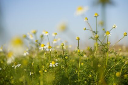 découvrez des remèdes naturels efficaces pour améliorer votre santé et bien-être. explorez des solutions à base de plantes, d'huiles essentielles et de techniques ancestrales pour soulager divers maux et renforcer votre immunité.