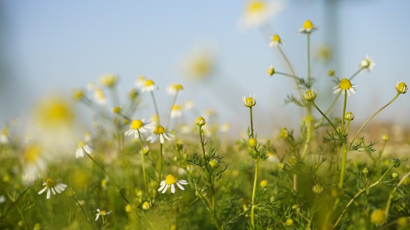 découvrez des remèdes naturels efficaces pour améliorer votre santé et bien-être. explorez des solutions à base de plantes, d'huiles essentielles et de techniques ancestrales pour soulager divers maux et renforcer votre immunité.