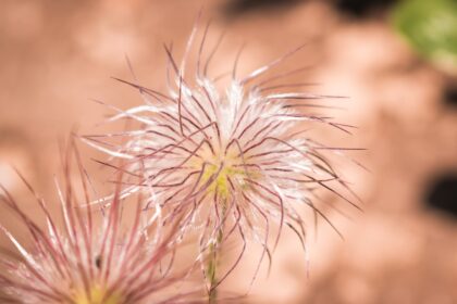 découvrez les bienfaits des remèdes à base de plantes pour améliorer votre bien-être naturel. explorez des solutions holistiques pour soulager divers maux et favoriser une santé optimale grâce à des ingrédients issus de la nature.
