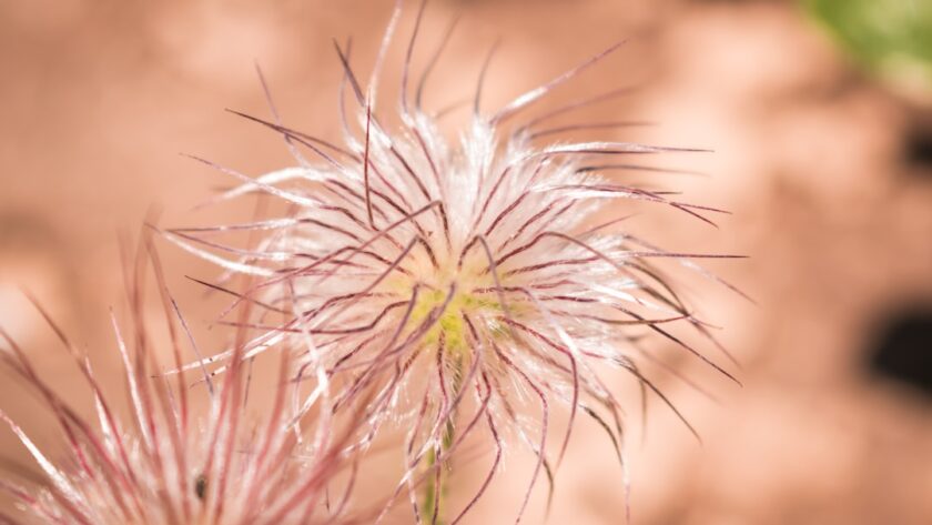 découvrez les bienfaits des remèdes à base de plantes pour améliorer votre bien-être naturel. explorez des solutions holistiques pour soulager divers maux et favoriser une santé optimale grâce à des ingrédients issus de la nature.