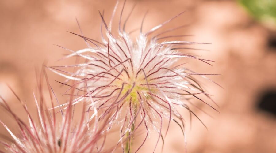 découvrez les bienfaits des remèdes à base de plantes pour améliorer votre bien-être naturel. explorez des solutions holistiques pour soulager divers maux et favoriser une santé optimale grâce à des ingrédients issus de la nature.