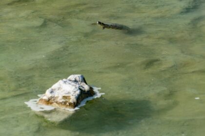 découvrez l'art du bain relaxant avec nos conseils pour créer une atmosphère apaisante. plongez dans un moment de bien-être avec des produits naturels, des huiles essentielles et des ingrédients qui transforment votre salle de bain en un véritable spa.