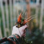 découvrez des conseils de jardinage écologiques pour cultiver votre jardin de manière durable. apprenez à réduire l'empreinte écologique tout en favorisant la biodiversité et en utilisant des méthodes respectueuses de l'environnement.