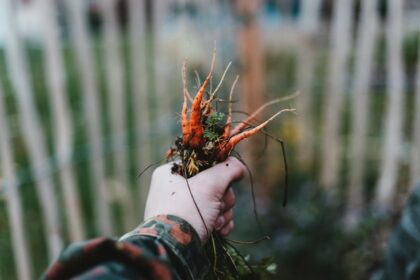 découvrez des conseils de jardinage écologiques pour cultiver votre jardin de manière durable. apprenez à réduire l'empreinte écologique tout en favorisant la biodiversité et en utilisant des méthodes respectueuses de l'environnement.