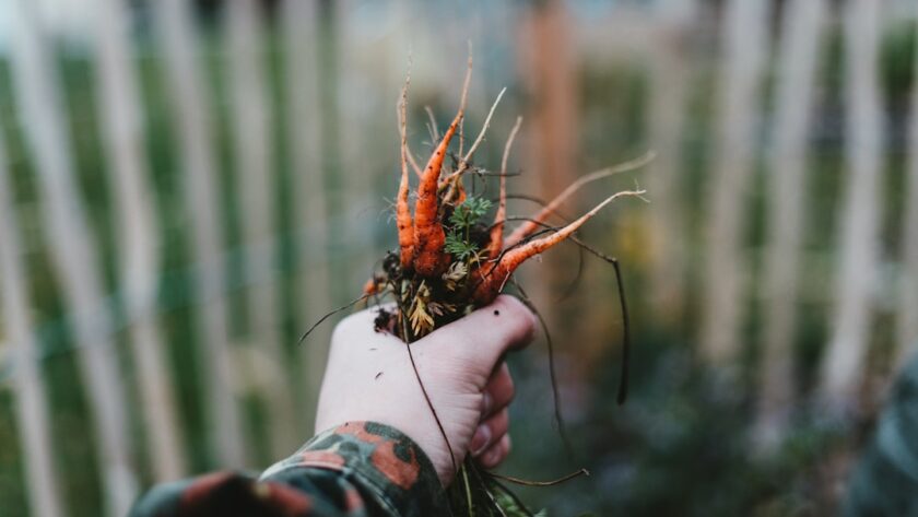 découvrez des conseils de jardinage écologiques pour cultiver votre jardin de manière durable. apprenez à réduire l'empreinte écologique tout en favorisant la biodiversité et en utilisant des méthodes respectueuses de l'environnement.