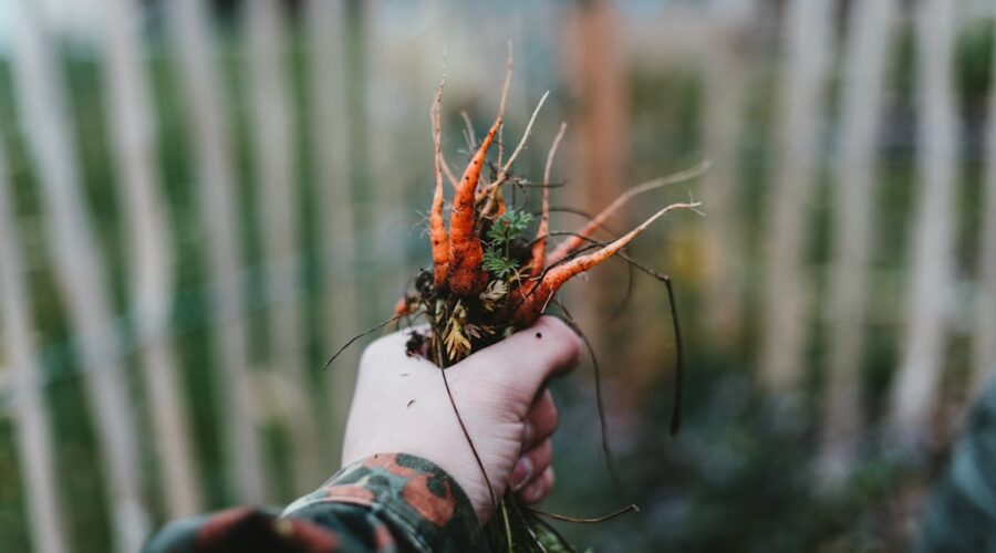 découvrez des conseils de jardinage écologiques pour cultiver votre jardin de manière durable. apprenez à réduire l'empreinte écologique tout en favorisant la biodiversité et en utilisant des méthodes respectueuses de l'environnement.