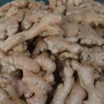 découvrez les bienfaits du gingembre, ce rhizome aux multiples vertus. explorez ses propriétés médicinales, ses usages en cuisine et ses effets pétillants sur la santé. idéal pour rehausser vos plats ou pour ses bienfaits en infusion, le gingembre est un allié incontournable de votre bien-être.