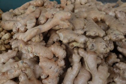 découvrez les bienfaits du gingembre, ce rhizome aux multiples vertus. explorez ses propriétés médicinales, ses usages en cuisine et ses effets pétillants sur la santé. idéal pour rehausser vos plats ou pour ses bienfaits en infusion, le gingembre est un allié incontournable de votre bien-être.