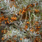 découvrez les bienfaits des remèdes naturels pour améliorer votre bien-être au quotidien. explorez des solutions saines et efficaces tirées de la nature pour apaiser les maux courants et favoriser une vie équilibrée.