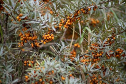 découvrez les bienfaits des remèdes naturels pour améliorer votre bien-être au quotidien. explorez des solutions saines et efficaces tirées de la nature pour apaiser les maux courants et favoriser une vie équilibrée.