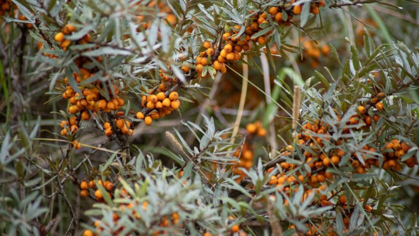 découvrez les bienfaits des remèdes naturels pour améliorer votre bien-être au quotidien. explorez des solutions saines et efficaces tirées de la nature pour apaiser les maux courants et favoriser une vie équilibrée.