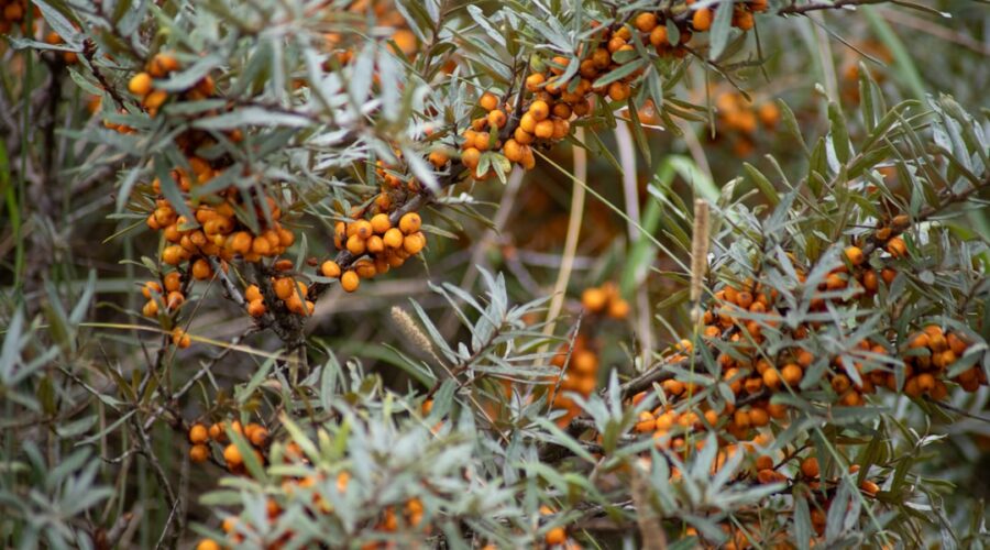 découvrez les bienfaits des remèdes naturels pour améliorer votre bien-être au quotidien. explorez des solutions saines et efficaces tirées de la nature pour apaiser les maux courants et favoriser une vie équilibrée.