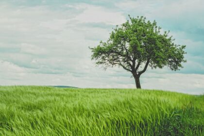 découvrez les bienfaits d'une détoxification naturelle pour revitaliser votre corps. apprenez des méthodes simples, des recettes saines et des conseils pratiques pour éliminer les toxines et améliorer votre bien-être au quotidien.