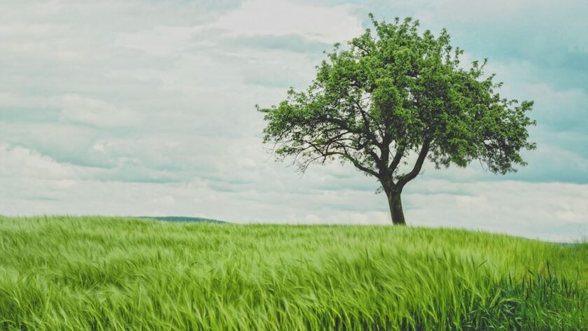 découvrez les bienfaits d'une détoxification naturelle pour revitaliser votre corps. apprenez des méthodes simples, des recettes saines et des conseils pratiques pour éliminer les toxines et améliorer votre bien-être au quotidien.