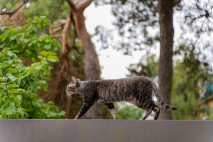 découvrez des conseils essentiels pour prendre soin de votre chat. apprenez à optimiser sa santé, son alimentation et son bien-être quotidien afin de renforcer votre lien précieux avec votre compagnon félin.