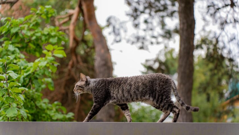 découvrez des conseils essentiels pour prendre soin de votre chat. apprenez à optimiser sa santé, son alimentation et son bien-être quotidien afin de renforcer votre lien précieux avec votre compagnon félin.