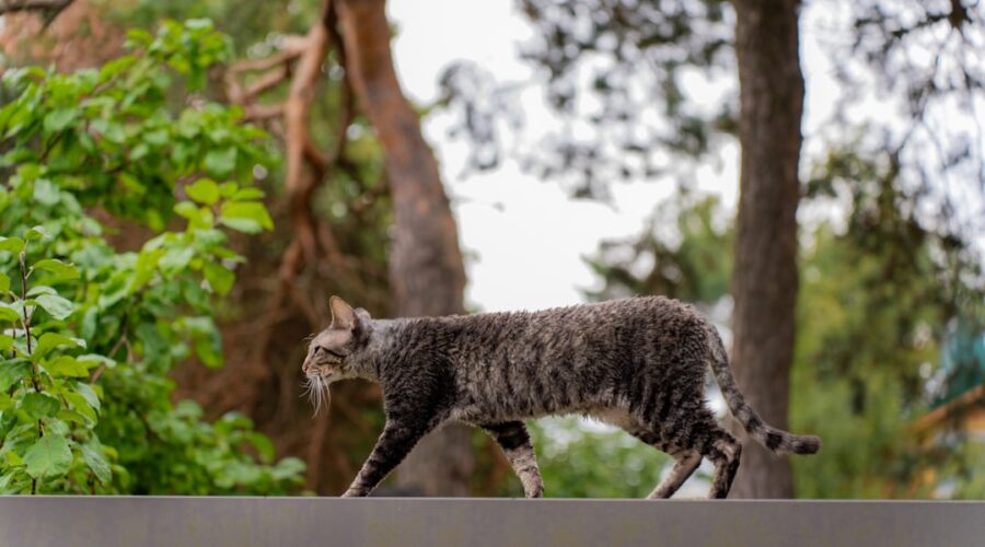 découvrez des conseils essentiels pour prendre soin de votre chat. apprenez à optimiser sa santé, son alimentation et son bien-être quotidien afin de renforcer votre lien précieux avec votre compagnon félin.