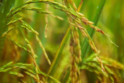 découvrez les multiples variétés de riz, leurs bienfaits nutritionnels, des recettes délicieuses et des conseils de cuisson pour savourer ce grain incontournable dans votre cuisine.