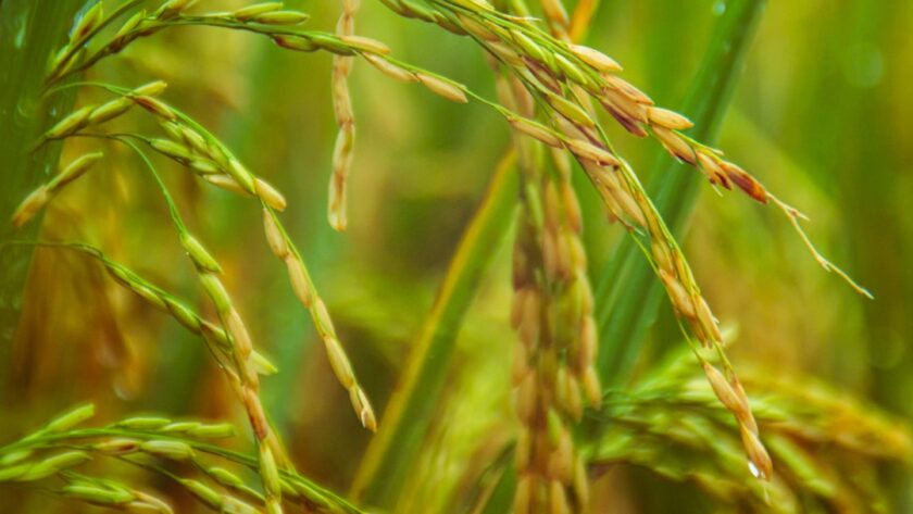 découvrez les multiples variétés de riz, leurs bienfaits nutritionnels, des recettes délicieuses et des conseils de cuisson pour savourer ce grain incontournable dans votre cuisine.