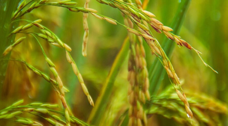 découvrez les multiples variétés de riz, leurs bienfaits nutritionnels, des recettes délicieuses et des conseils de cuisson pour savourer ce grain incontournable dans votre cuisine.