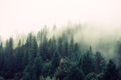 découvrez les bienfaits d'une détoxification naturelle pour votre corps ! apprenez à éliminer les toxines, améliorer votre santé et revitaliser votre bien-être grâce à des méthodes douces et efficaces. explorez nos conseils et recettes pour une détox réussie.